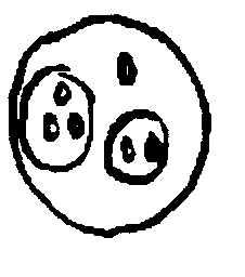 Circular Colony